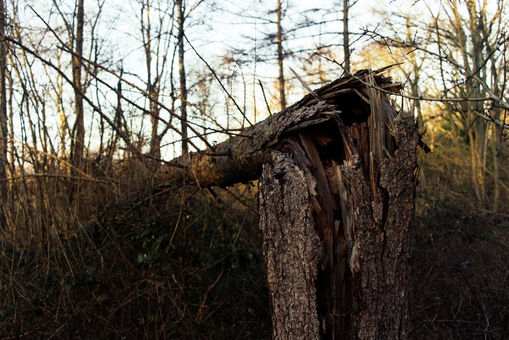 brown tree trunk on brown grass field during daytime