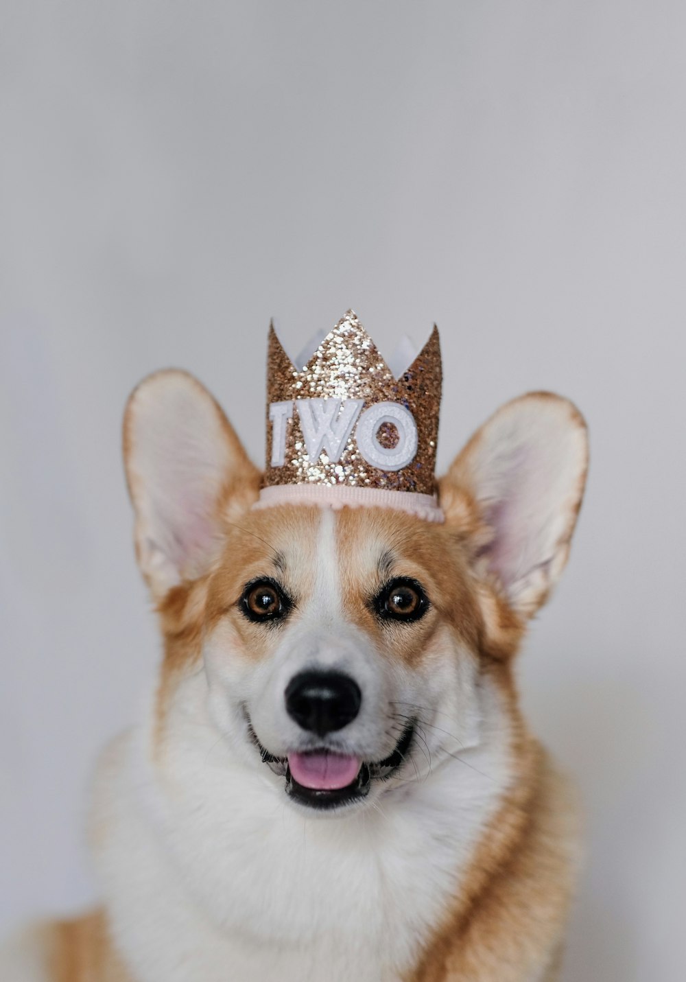 brown and white corgi wearing gold crown