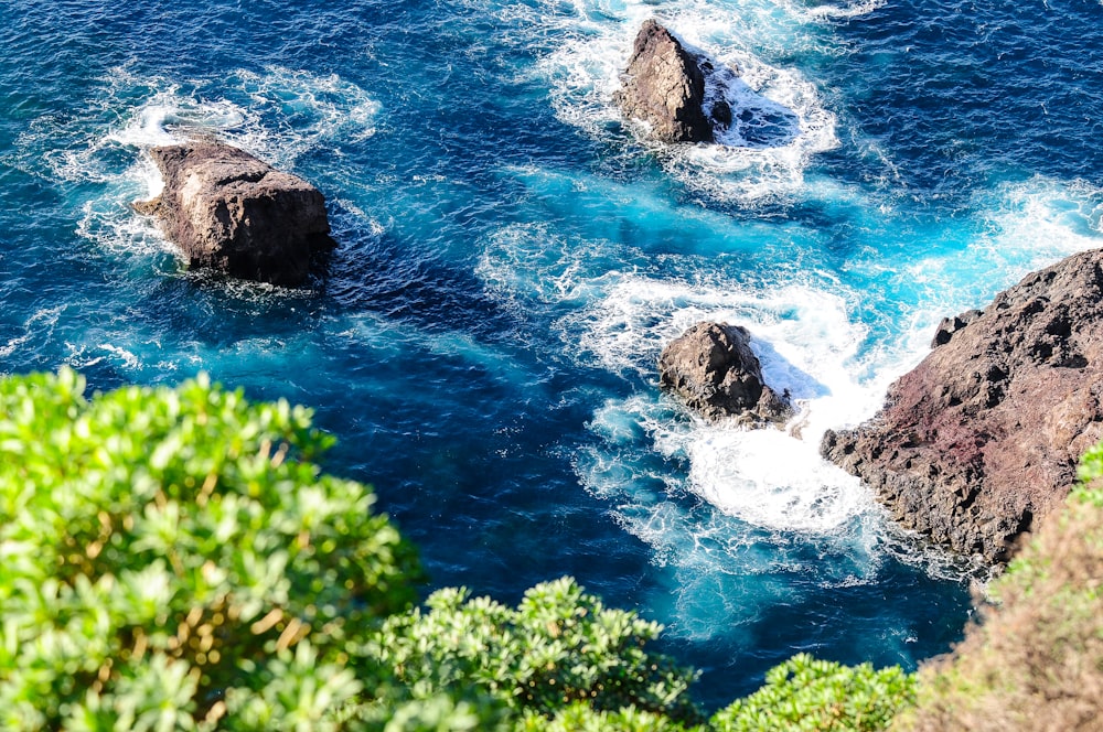 rocky shore with green plants and rocks