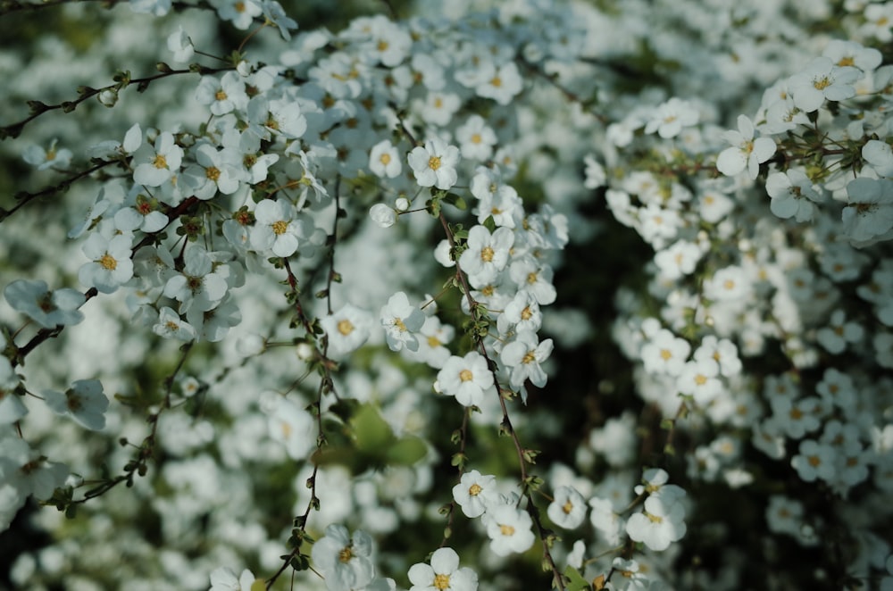 white flowers in tilt shift lens