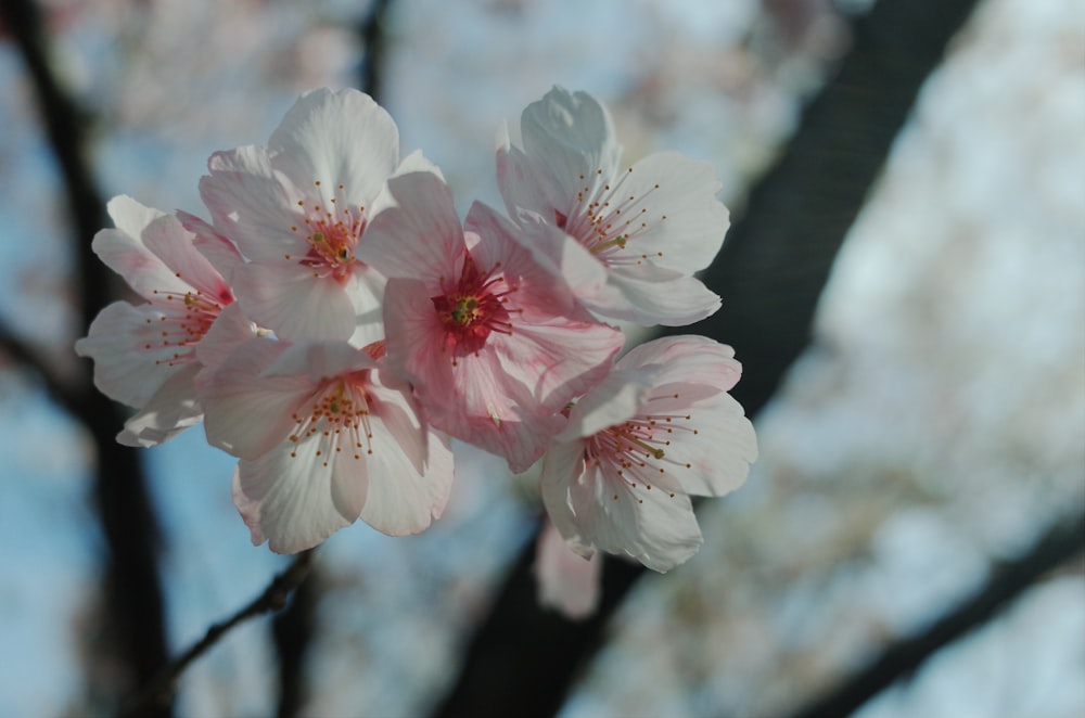 white and pink cherry blossom in close up photography