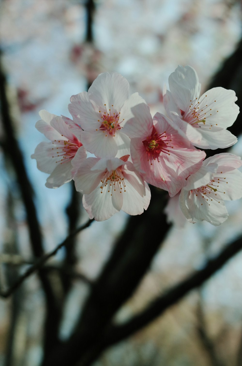 white and pink cherry blossom