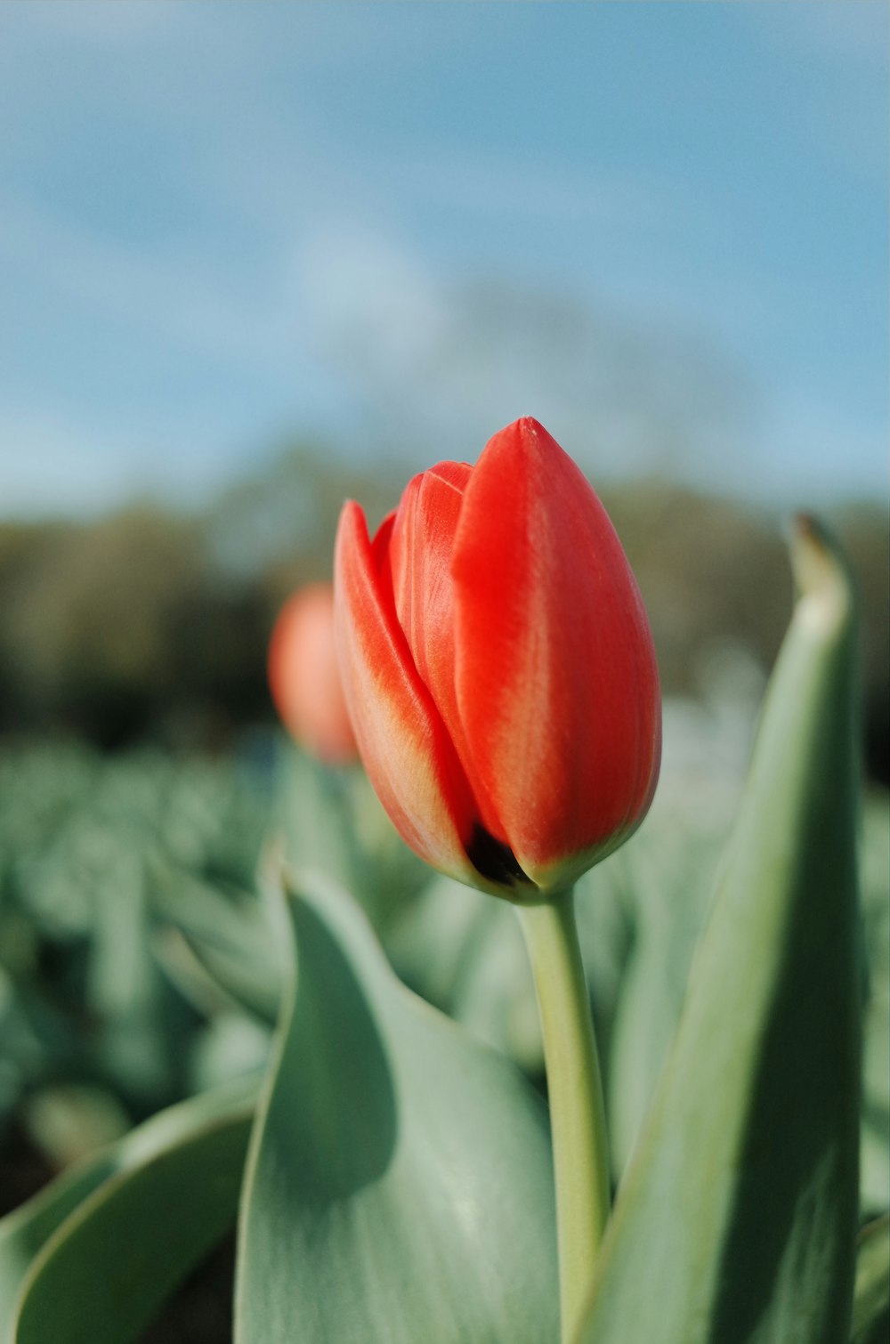 red tulip in bloom during daytime