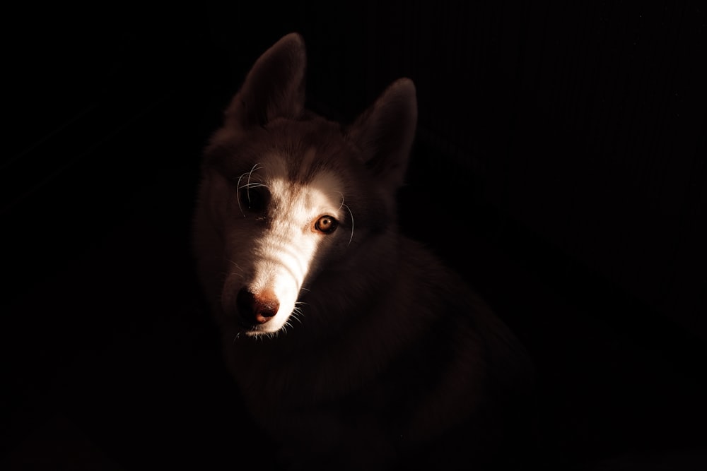 white and brown short coated dog