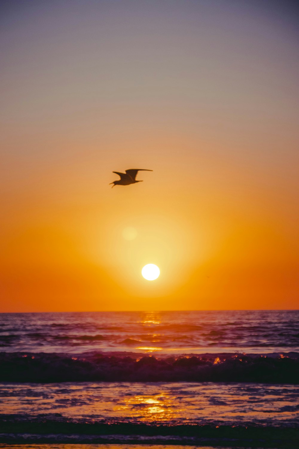 bird flying over the sea during sunset