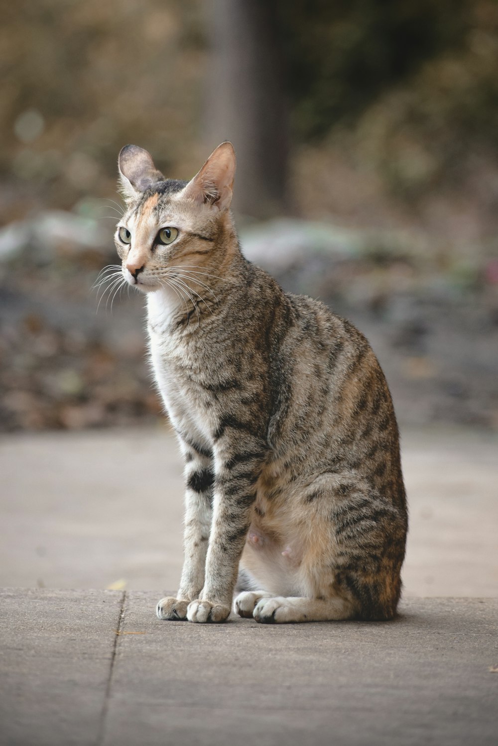 brown tabby cat on gray concrete floor