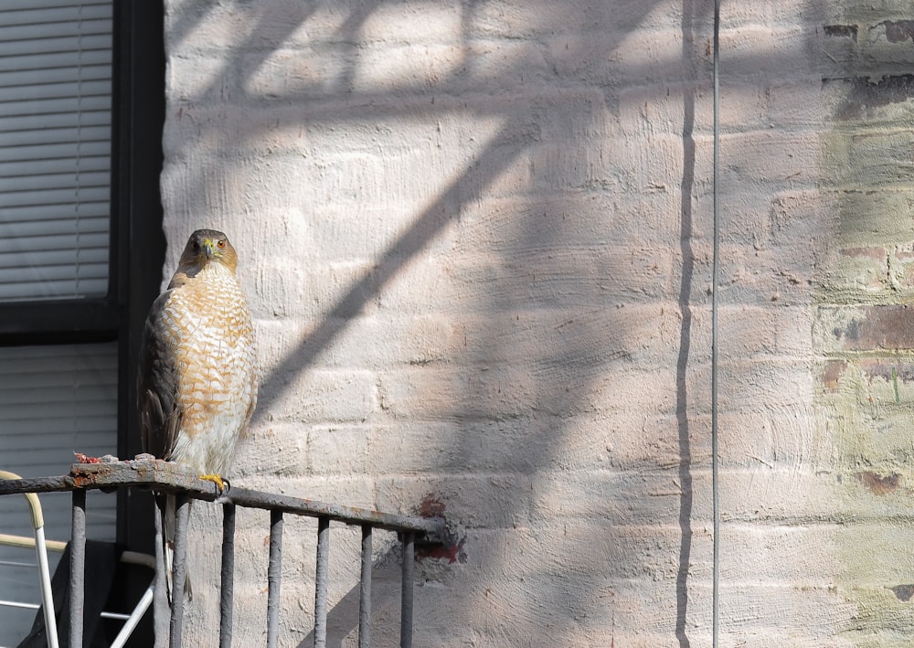 pájaro marrón y blanco en la cerca de madera marrón