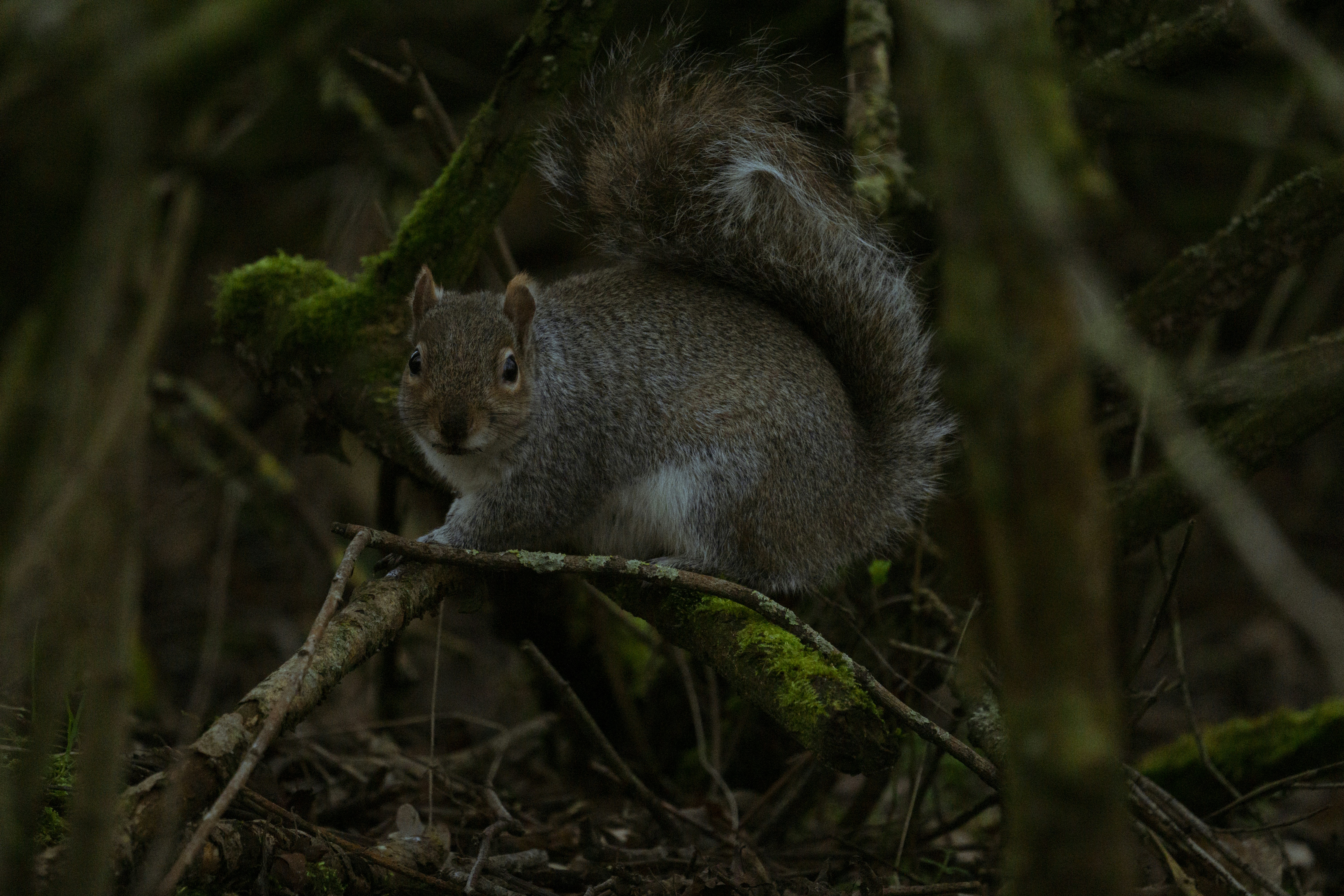 brown squirrel on tree branch during daytime