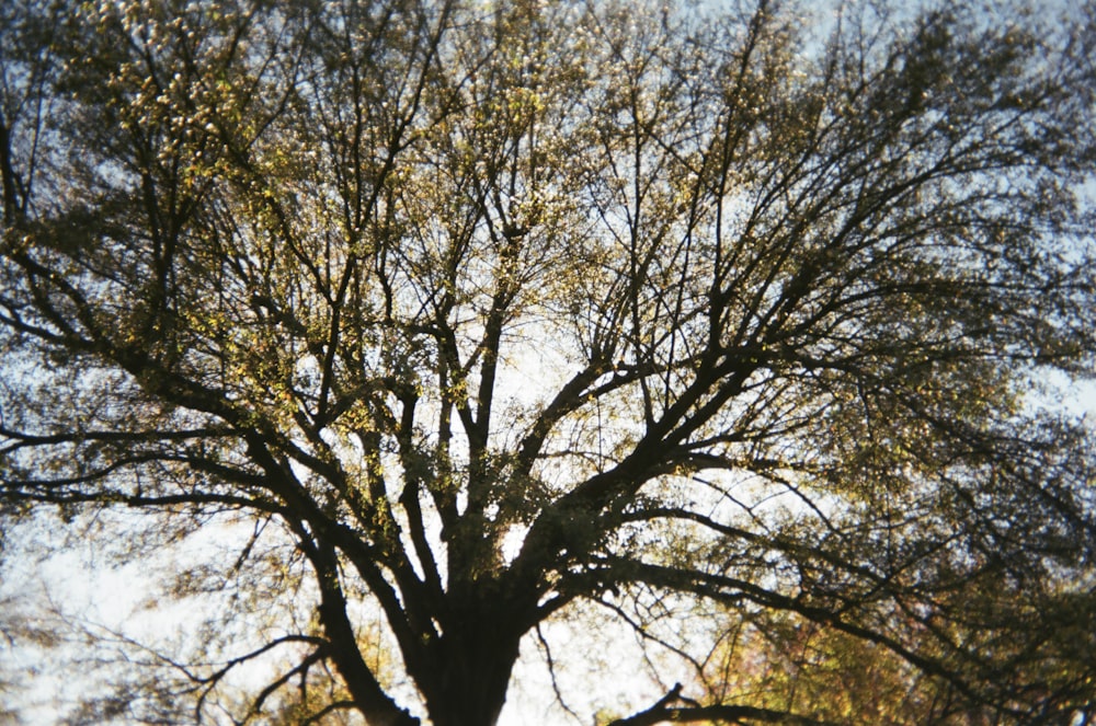brown leafless tree during daytime
