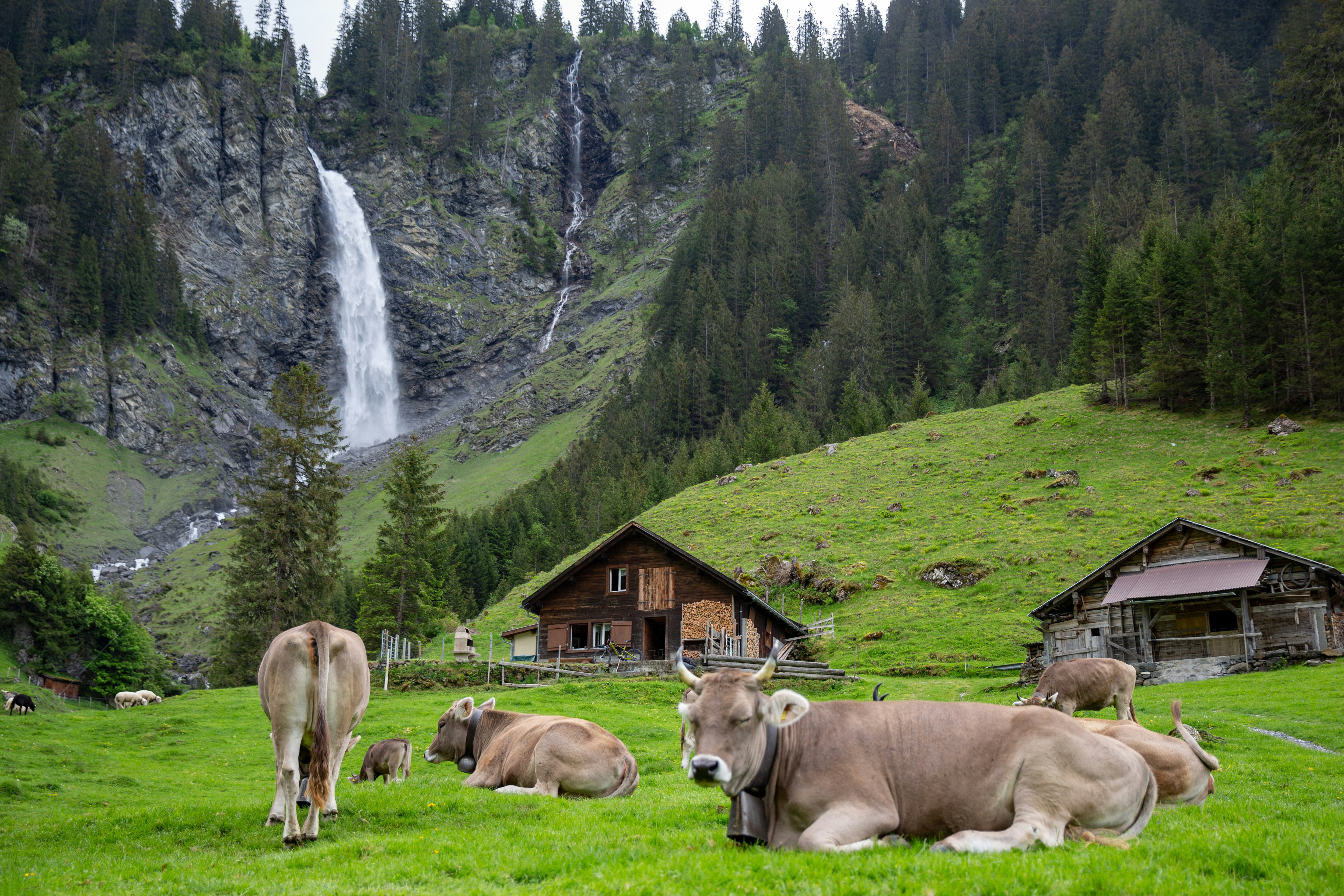 herd of brown cows on green grass field near green trees and mountain during daytime