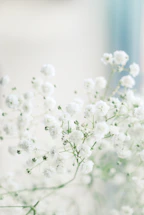 white flowers in macro lens