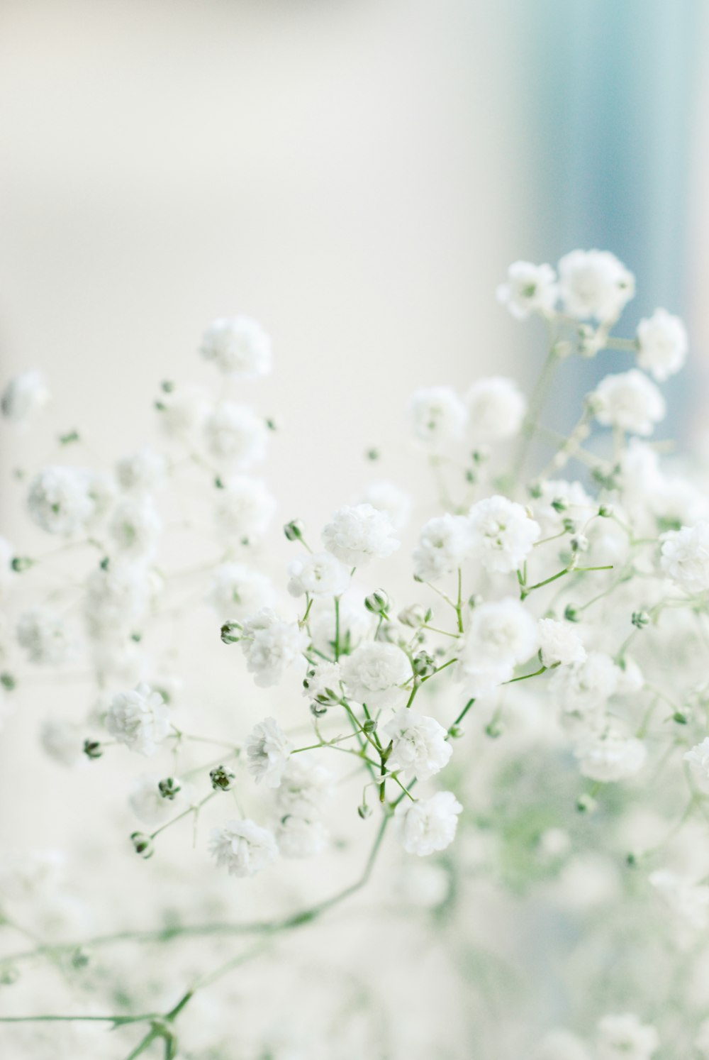 Flores blancas en lente macro