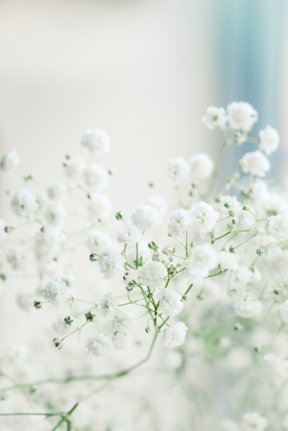 white flowers in macro lens