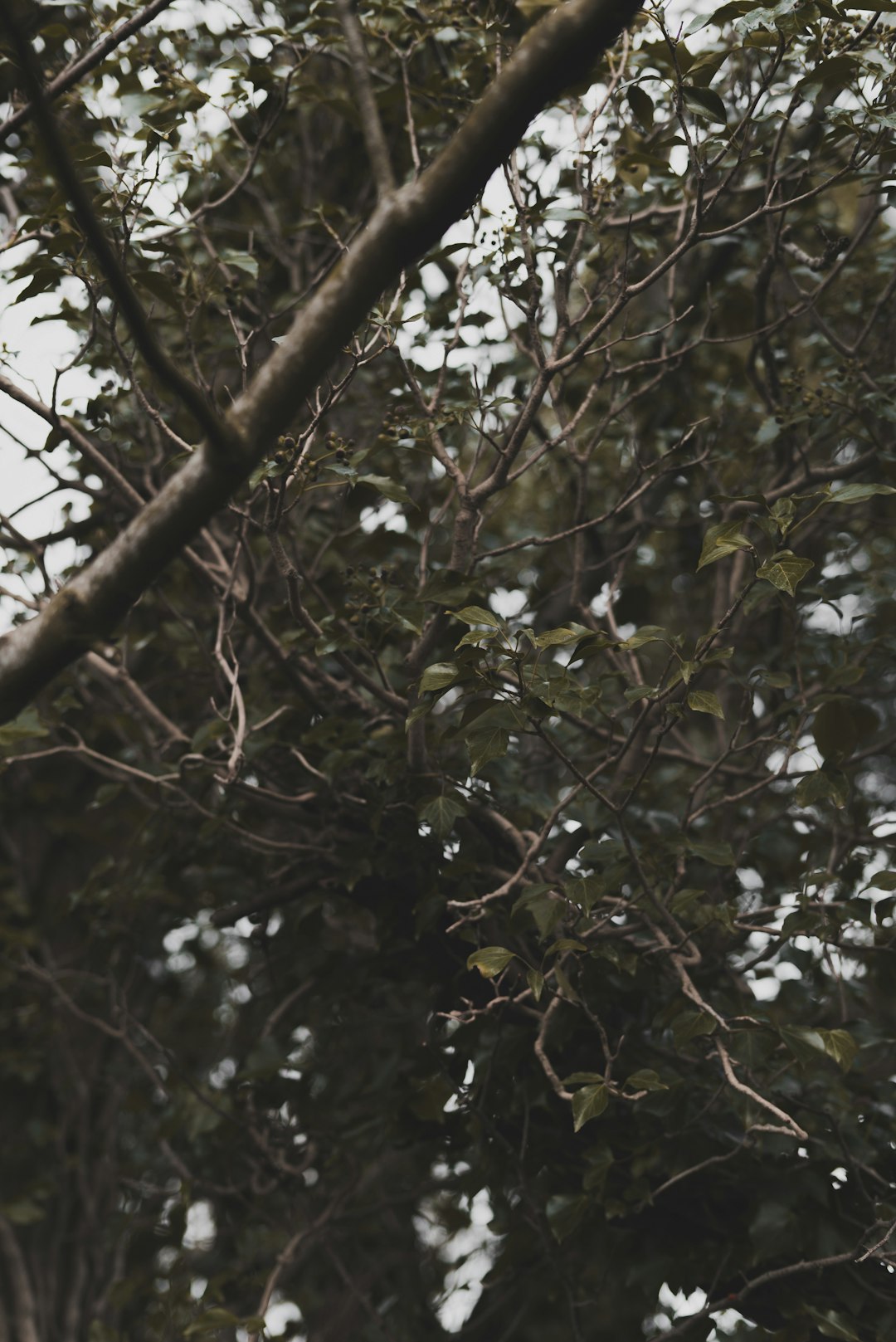 green leaves on brown tree branch during daytime