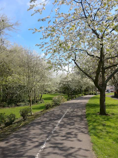 Volunteers planting native flowers along a park pathway on a bright spring day.