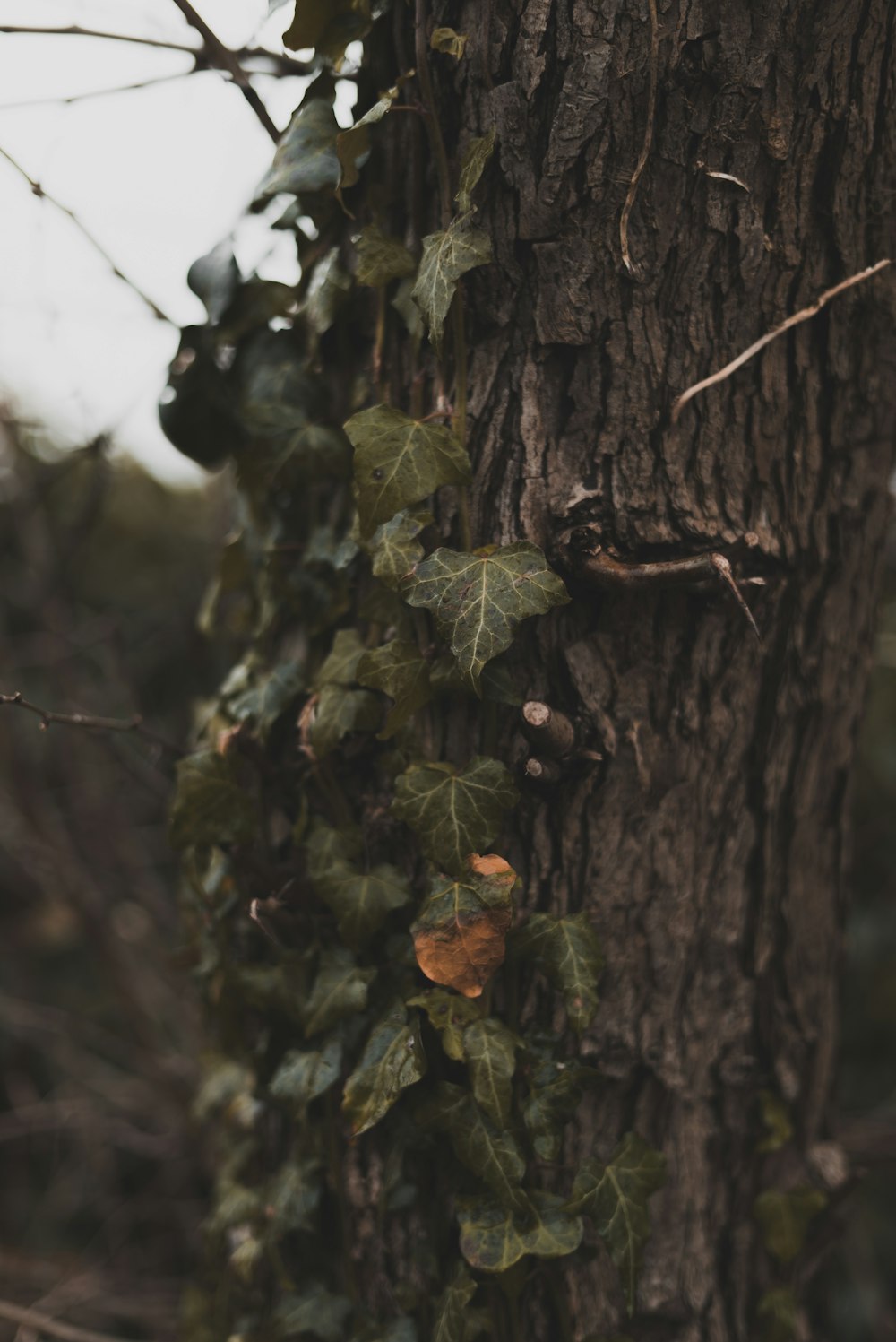 green and brown tree trunk