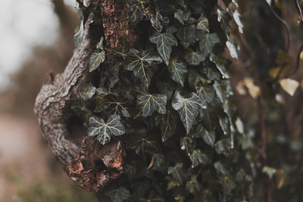 green and brown plant in close up photography