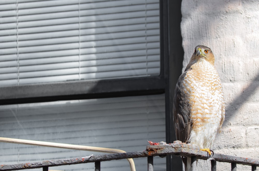 pájaro marrón y blanco en palo marrón