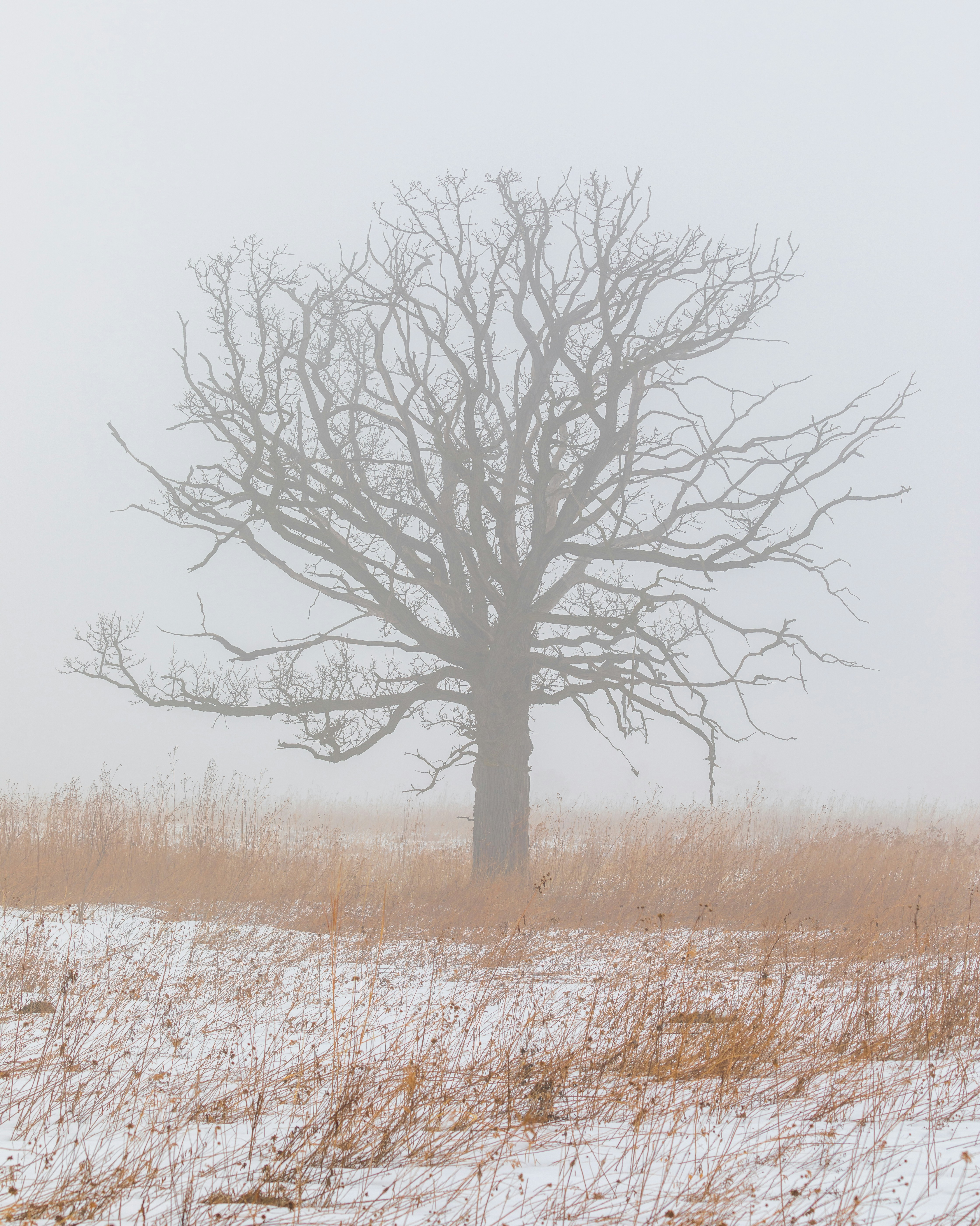 leafless tree on brown grass field