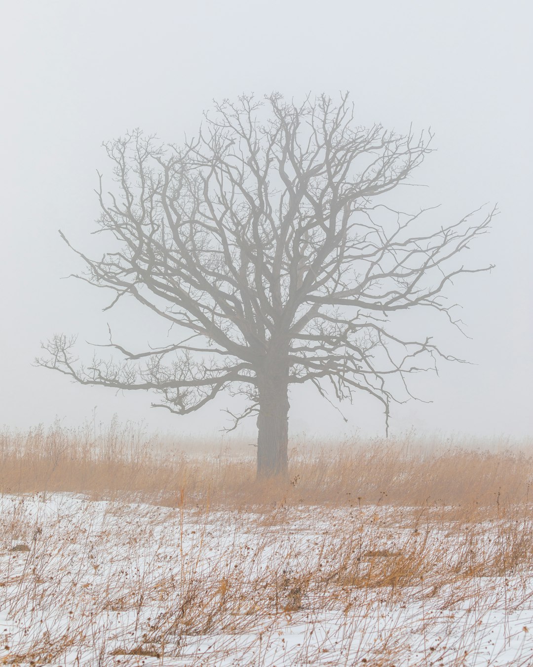 leafless tree on brown grass field