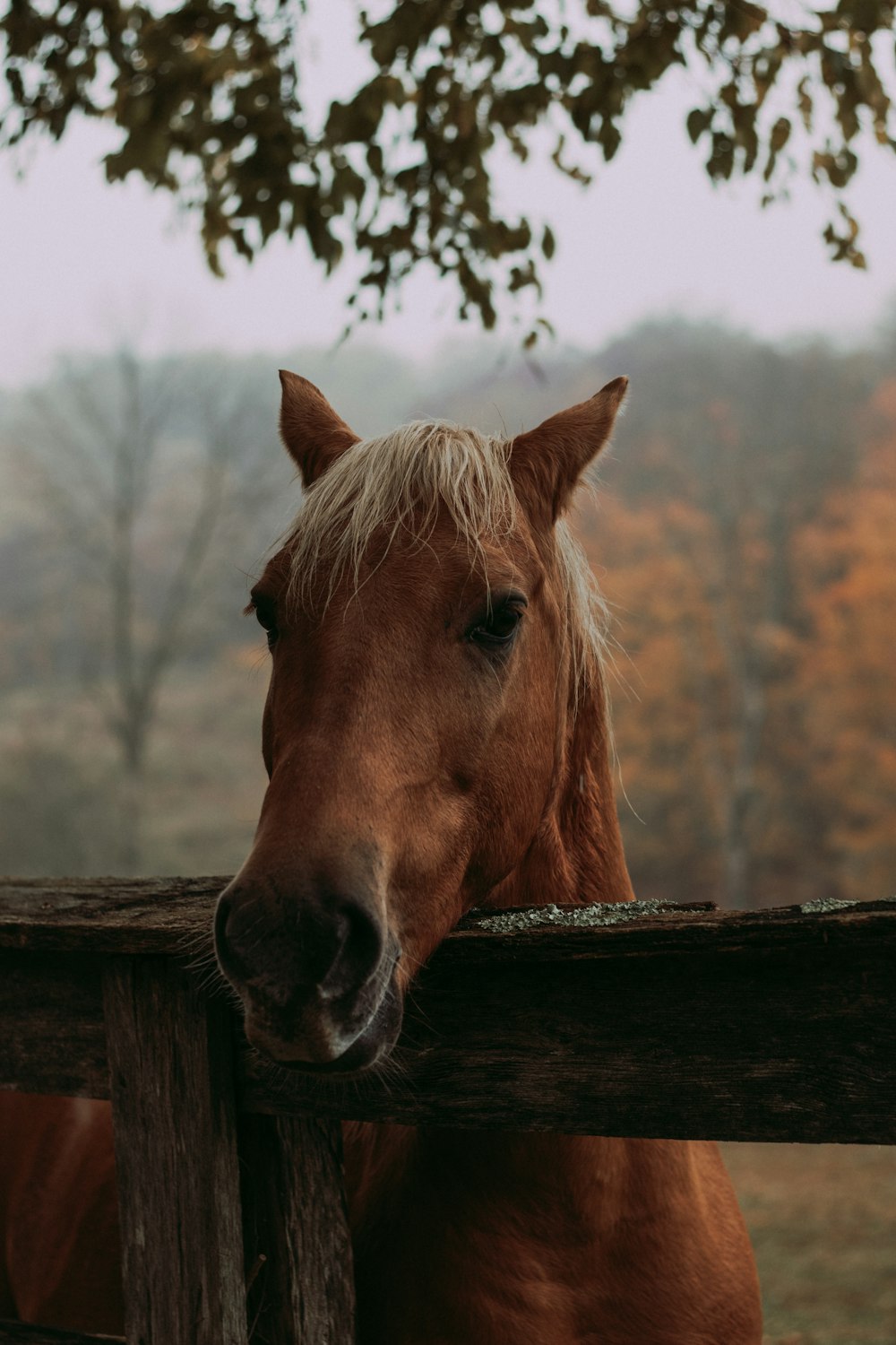 brown horse on brown wooden fence during daytime