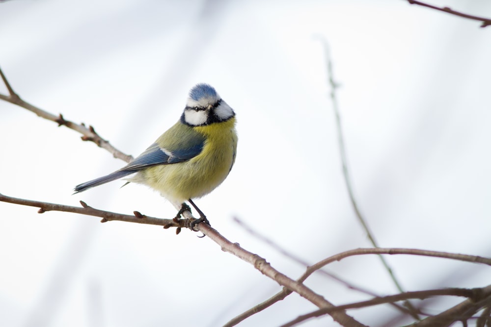 yellow and blue bird on brown tree branch