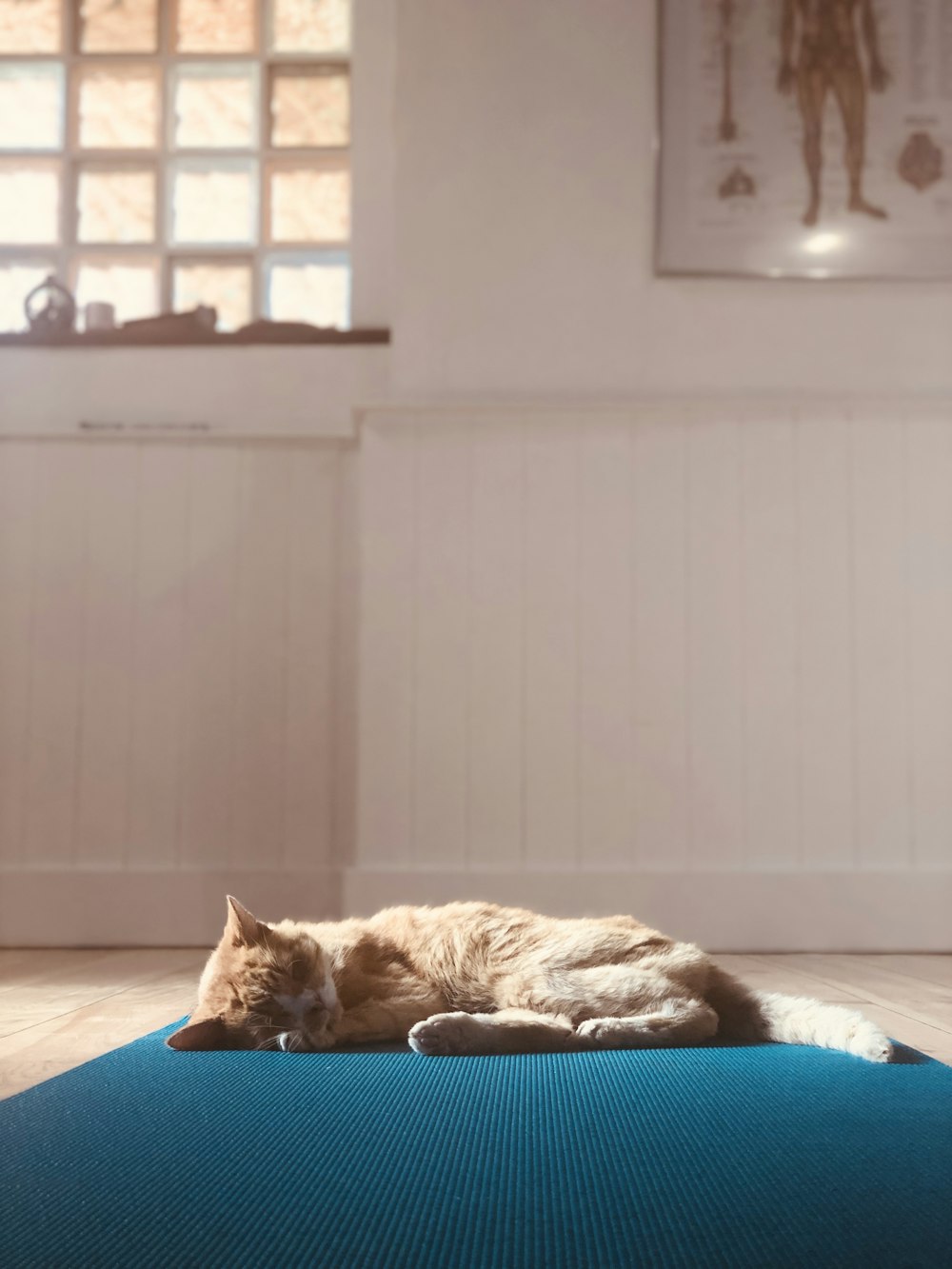 orange tabby cat lying on blue bed