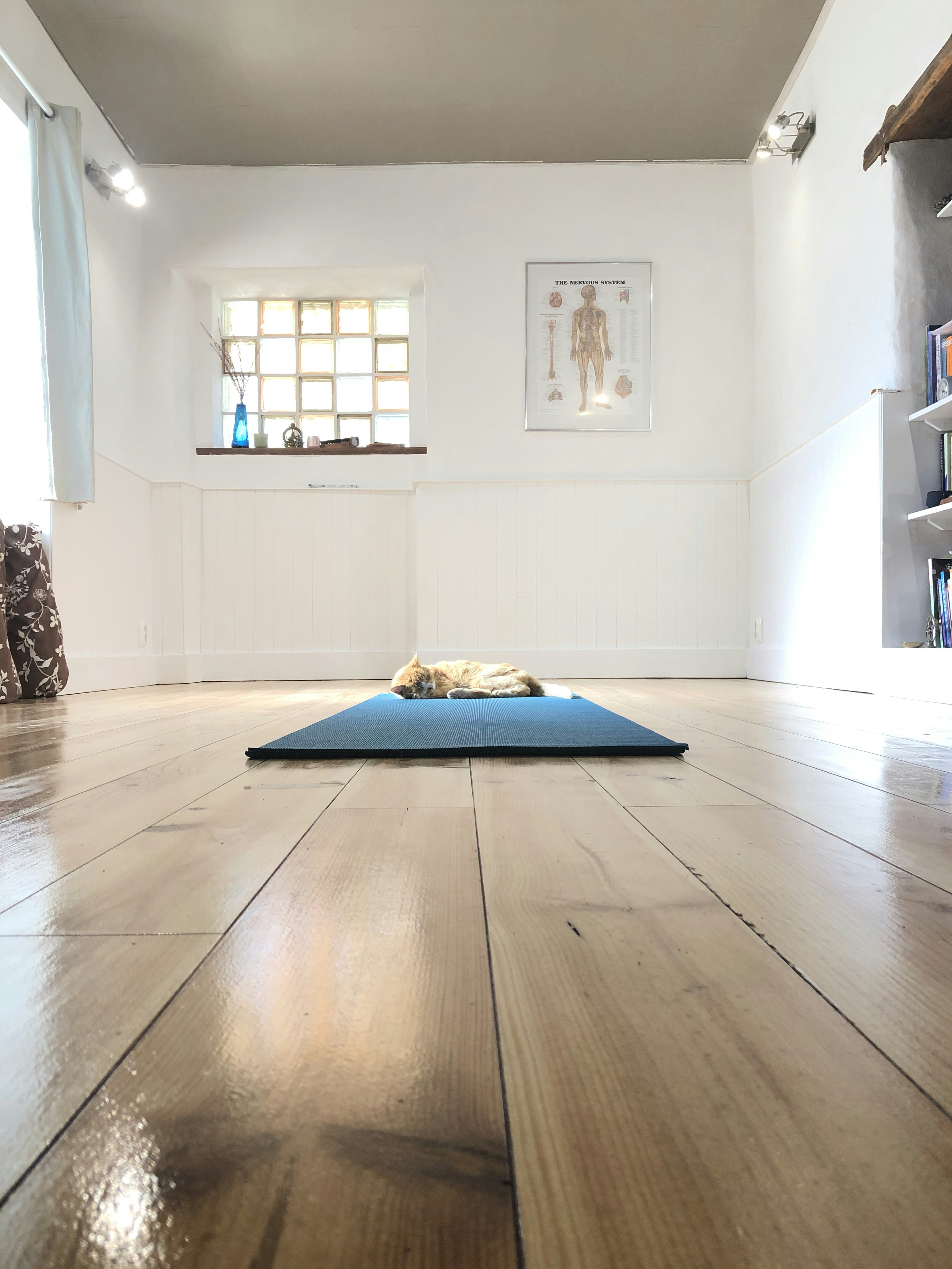 Serviços de Terapia Felina