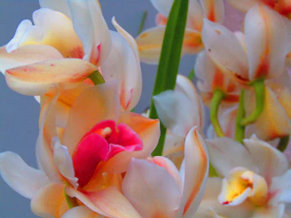 Elegant orchid bouquet arranged for a special gift with warm ivory and sage green accents.