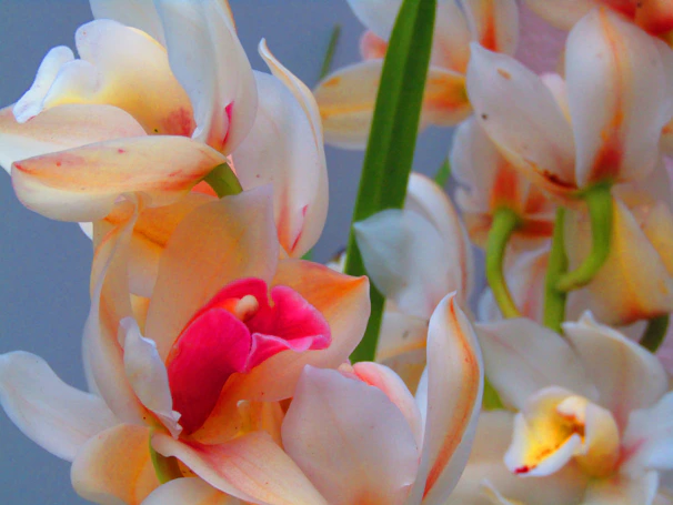 Elegant orchid bouquet arranged for a special gift with warm ivory and sage green accents.