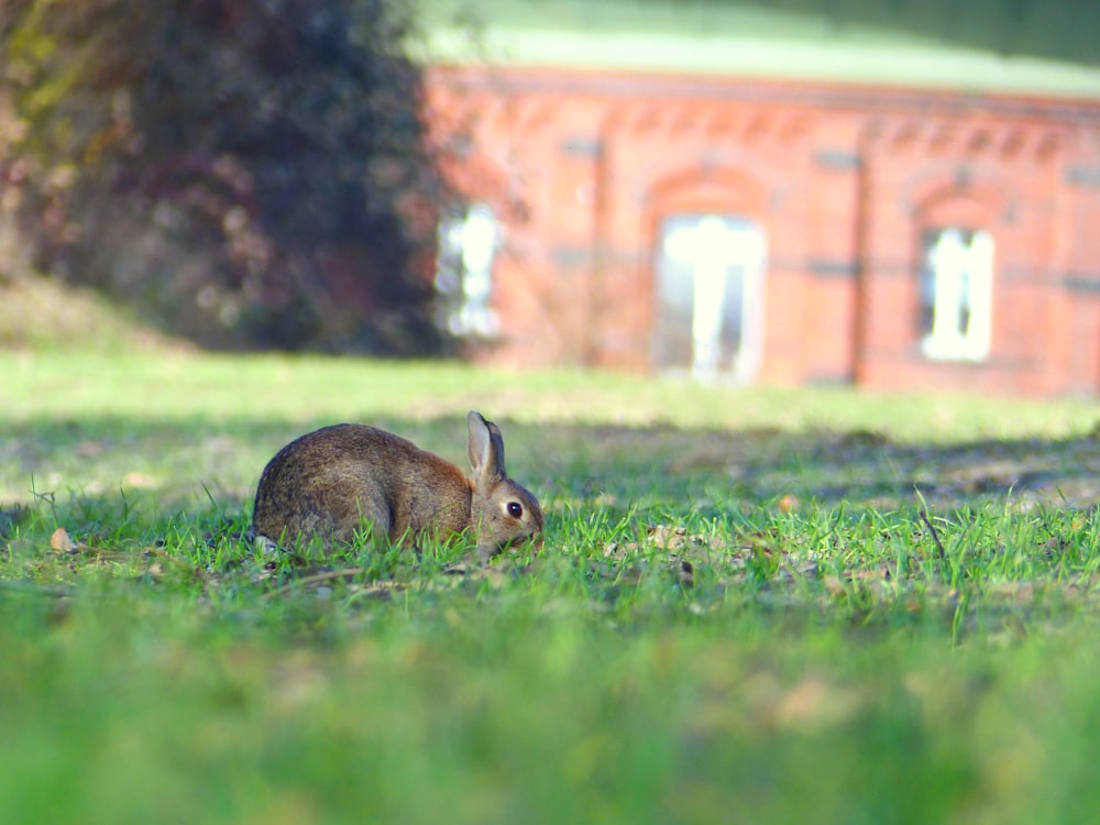 coniglio marrone sul campo di erba verde durante il giorno