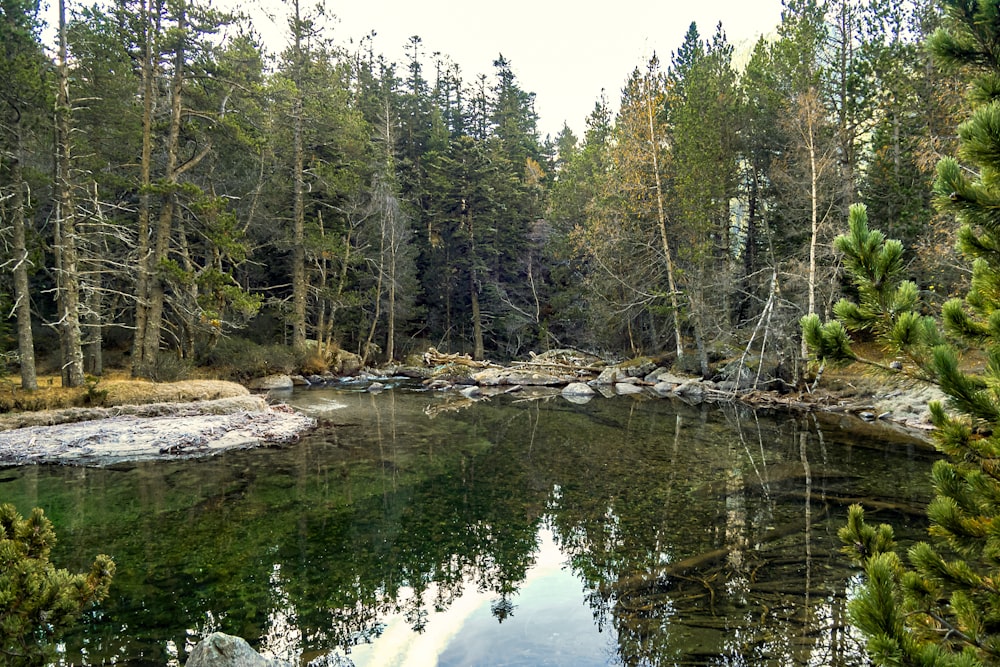 Grüne Bäume am Fluss während des Tages