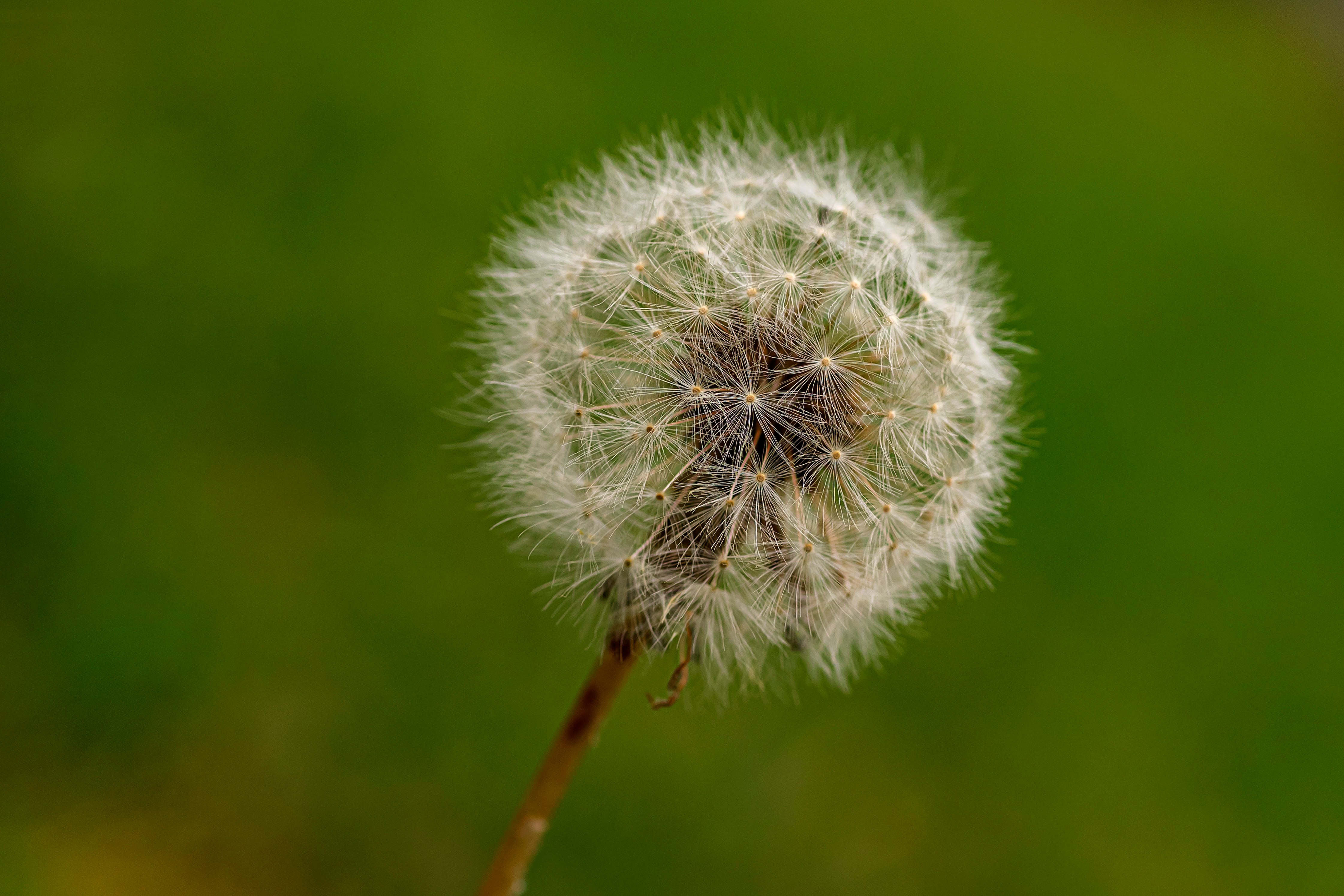 white dandelion in close up photography