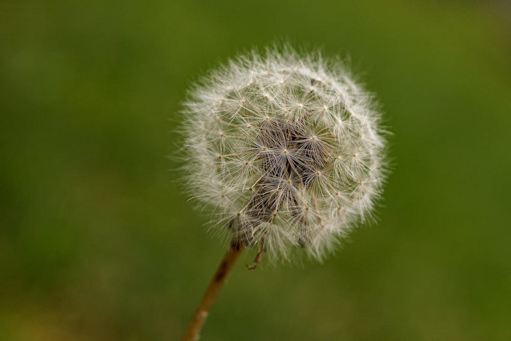 white dandelion in close up photography