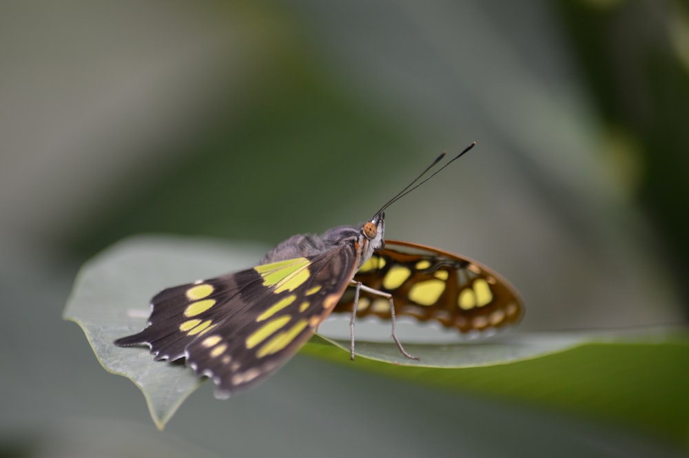 black and yellow butterfly perched on green leaf in close up photography during daytime