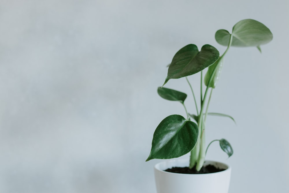 green plant in white ceramic pot