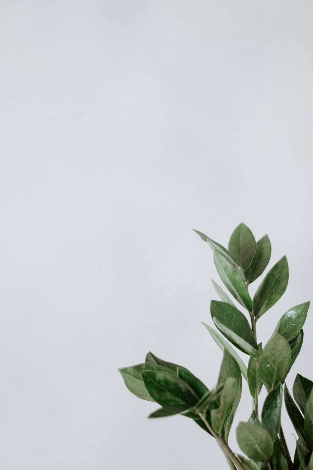 green leaves on white background