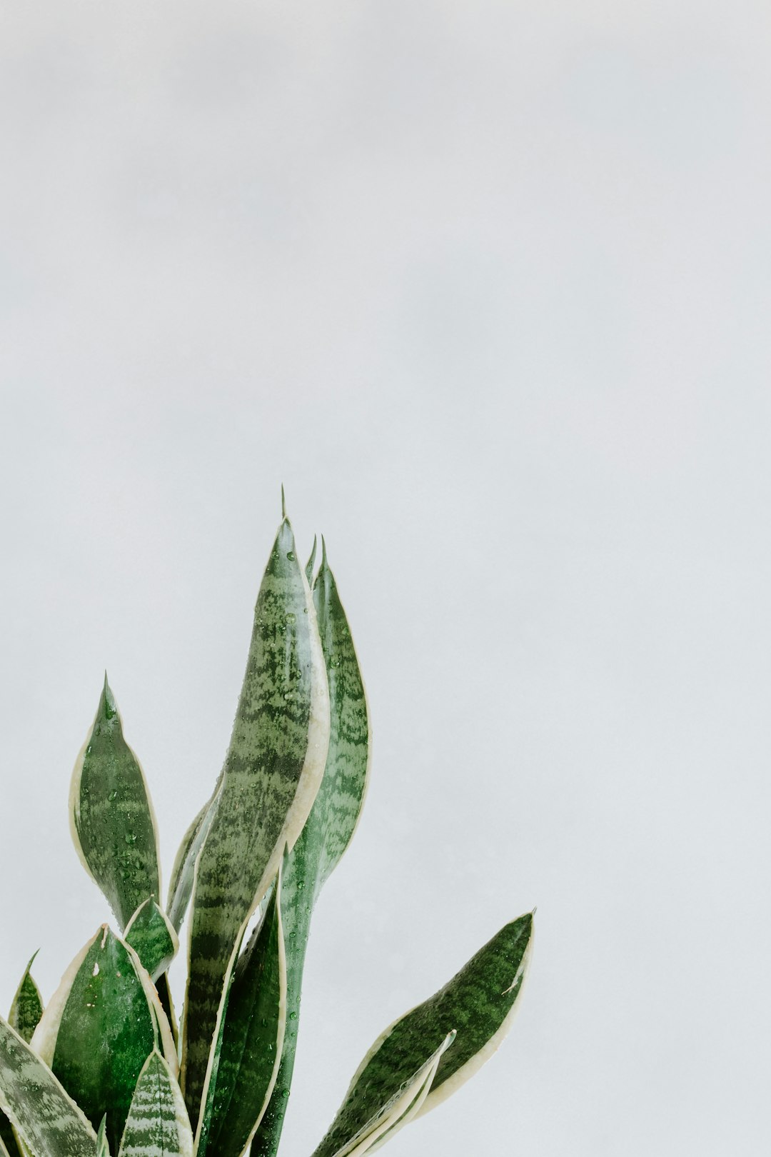 green leaf plant during daytime