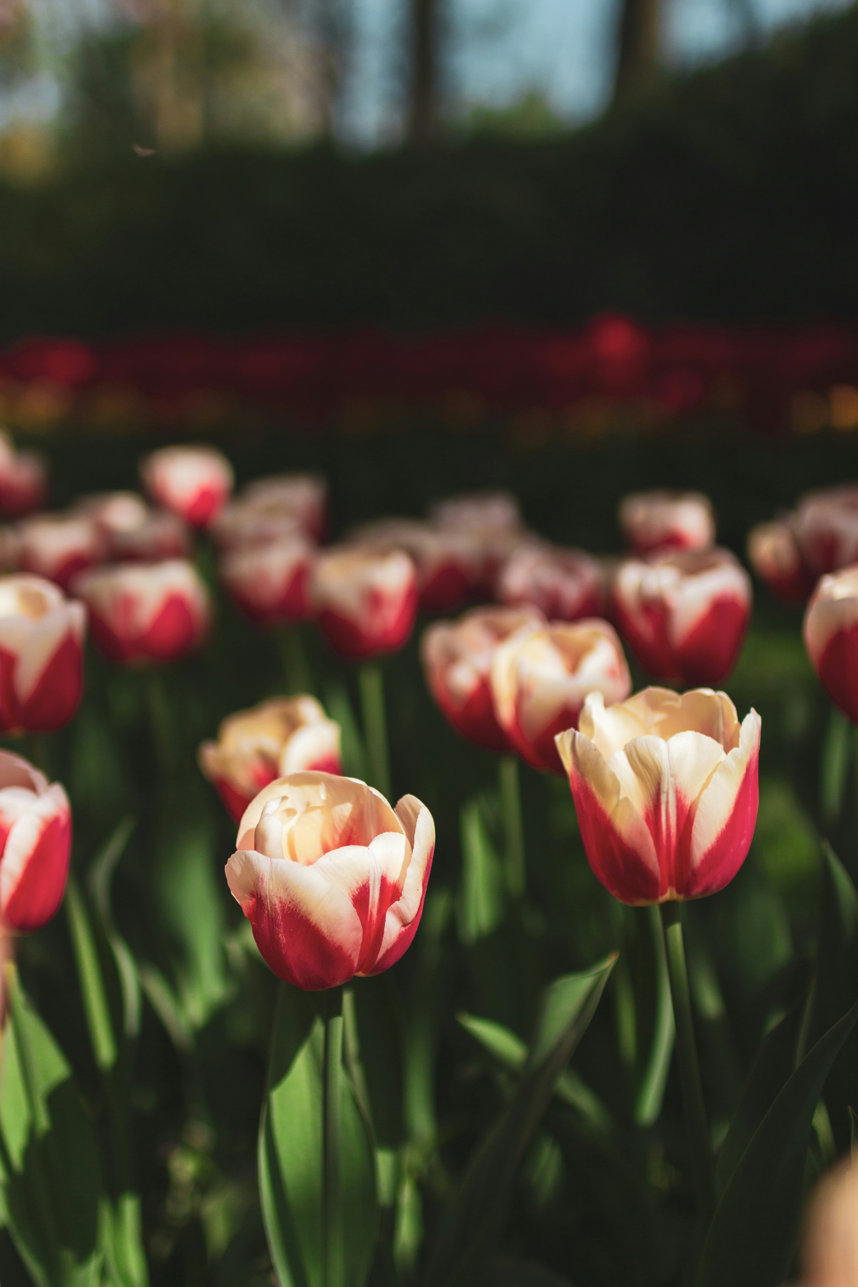 pink and white tulips in bloom during daytime