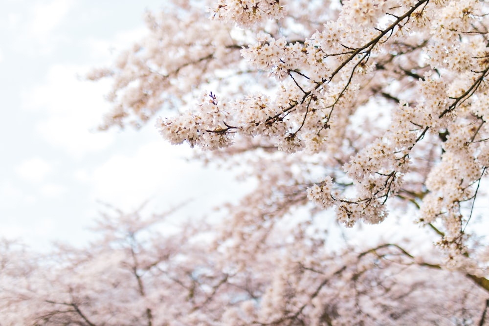 white cherry blossom tree during daytime