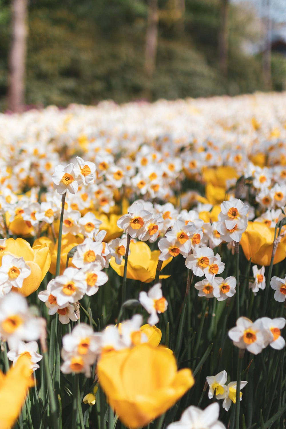 campo de flores amarillas y blancas durante el día