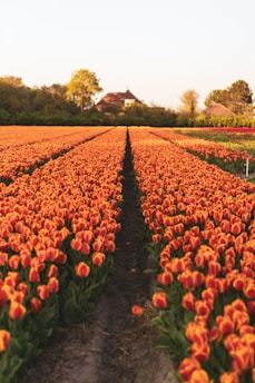 red and yellow tulips field during daytime