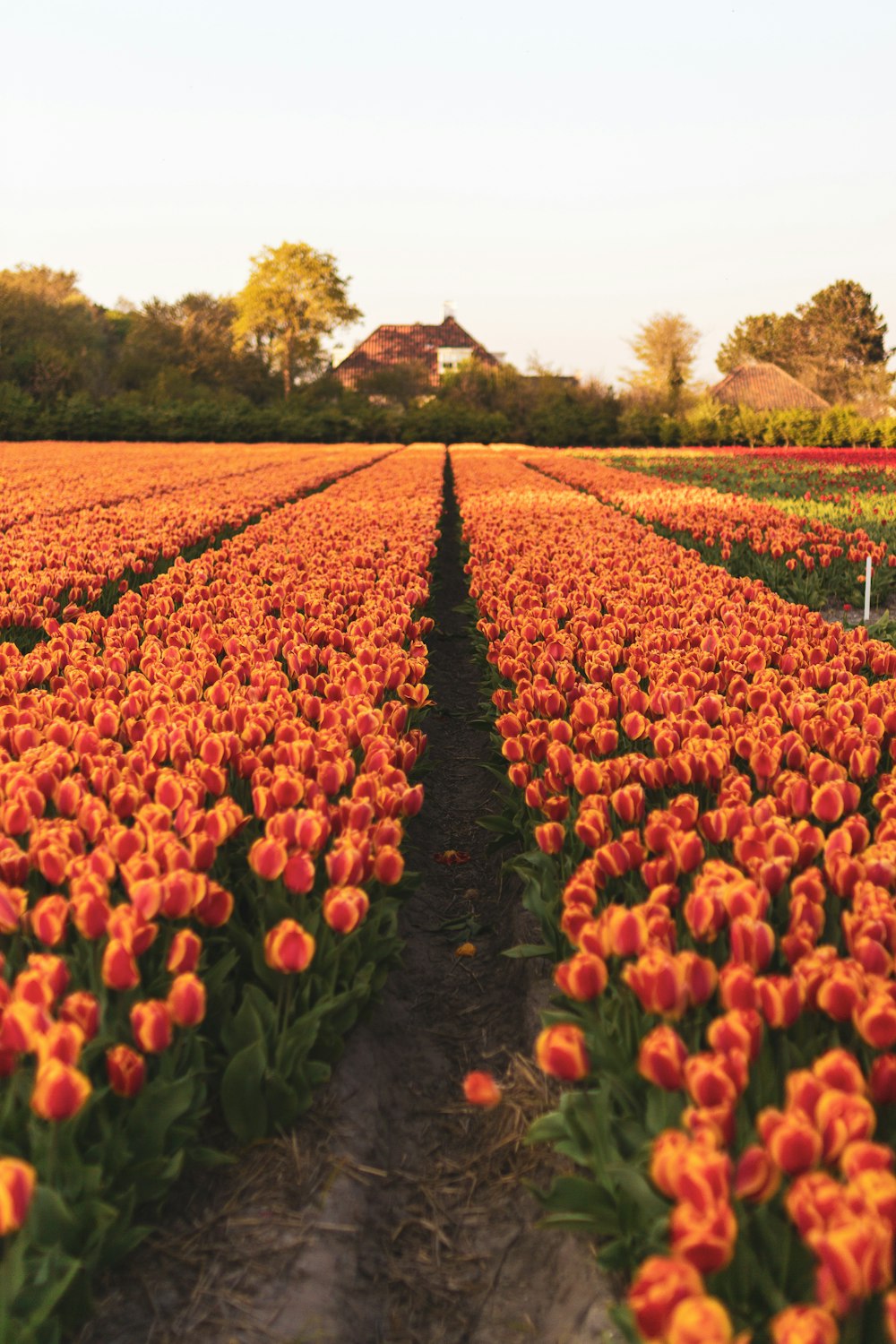 champ de tulipes rouges et jaunes pendant la journée