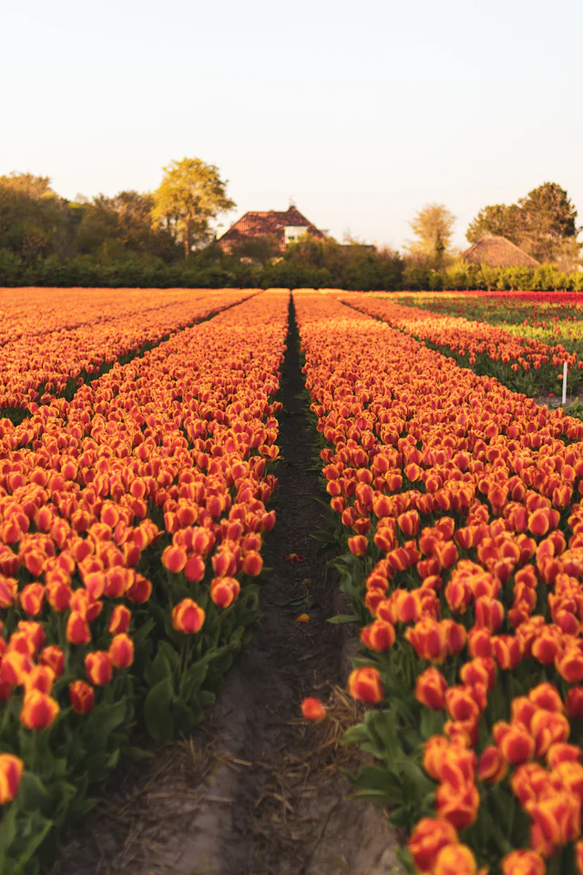 Keukenhof tulip gardens ticket & transfer (spring)