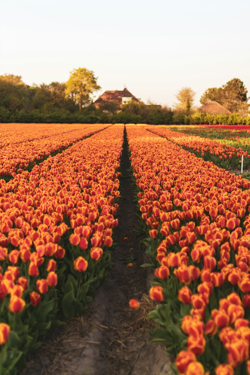 red and yellow tulips field during daytime