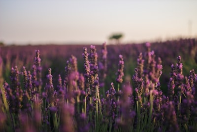 Lavender fields Valensole
