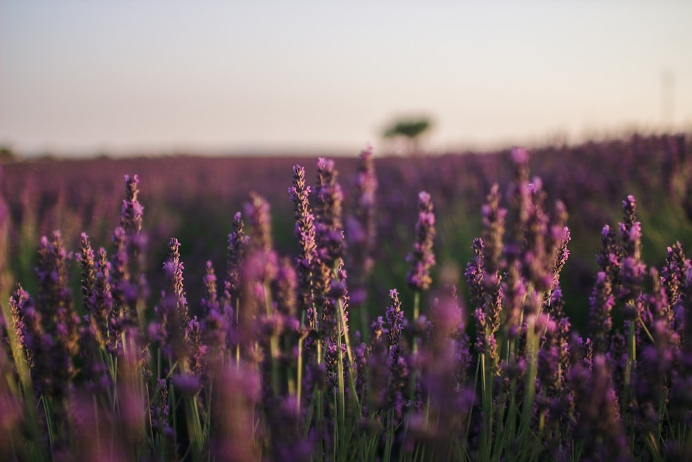 purple flower field during daytime