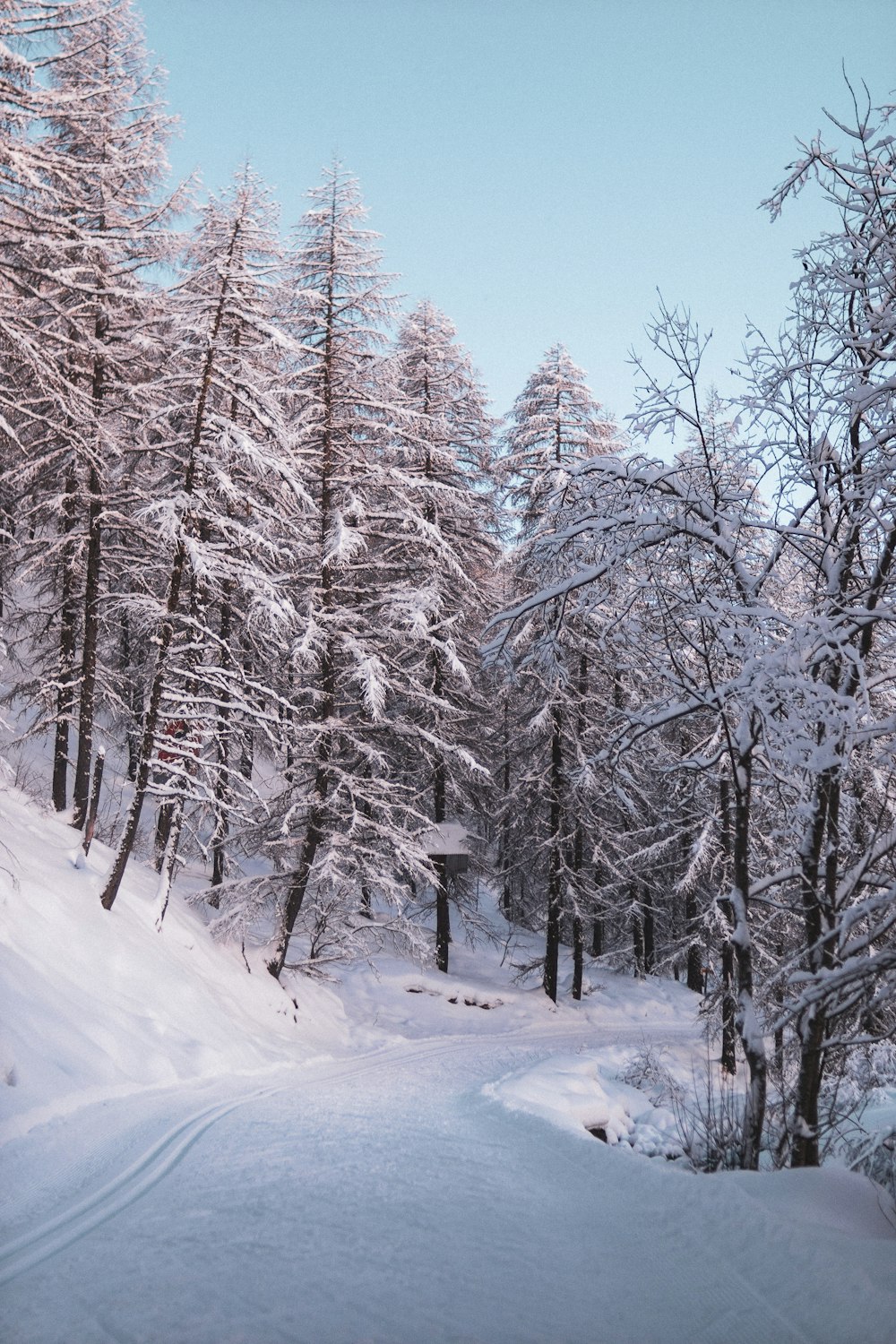 snow covered trees during daytime