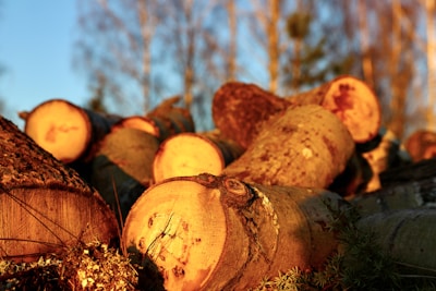 A collection of freshly cut logs piled up, with visible tree rings on the ends. The image is bathed in warm, golden sunlight, suggesting either a sunrise or sunset. In the background, there are out-of-focus trees with bare branches, indicating a cooler season.