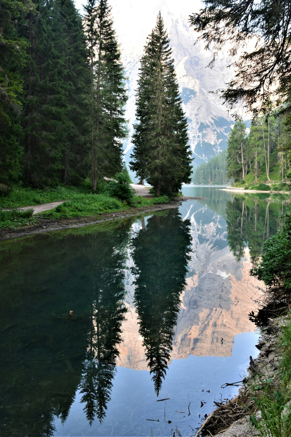 green pine trees near lake during daytime